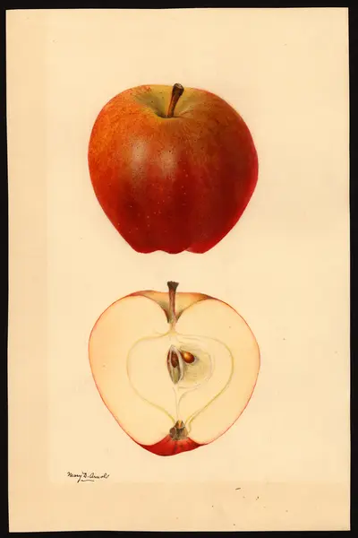 USDA watercolor illustration of Tompkins King