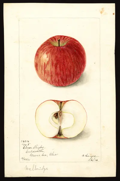 USDA watercolor illustration of Walbridge