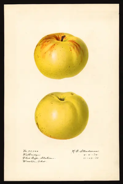 USDA watercolor illustration of Walbridge