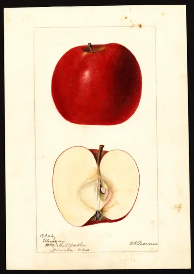 Watercolor of Whinery (W. Winter)