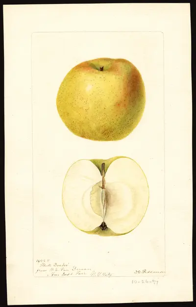 Watercolor of White Doctor