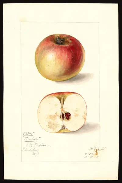 USDA watercolor illustration of Gravenstein