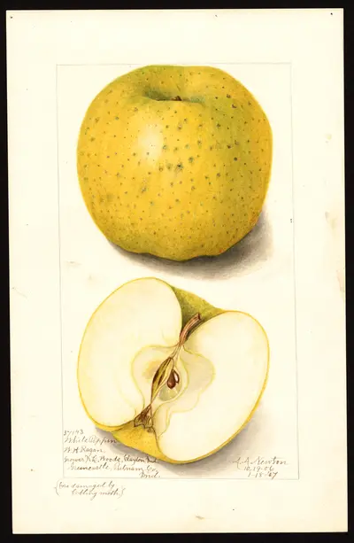 USDA watercolor illustration of White Pippin