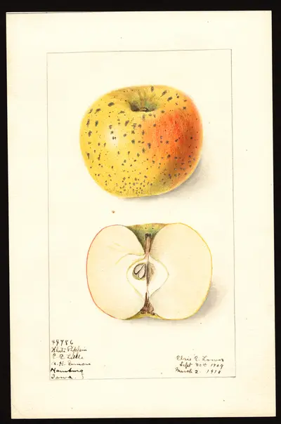 USDA watercolor illustration of White Pippin
