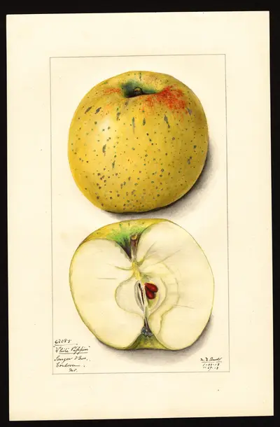 USDA watercolor illustration of White Pippin