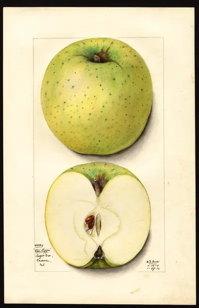 USDA watercolor illustration of White Pippin
