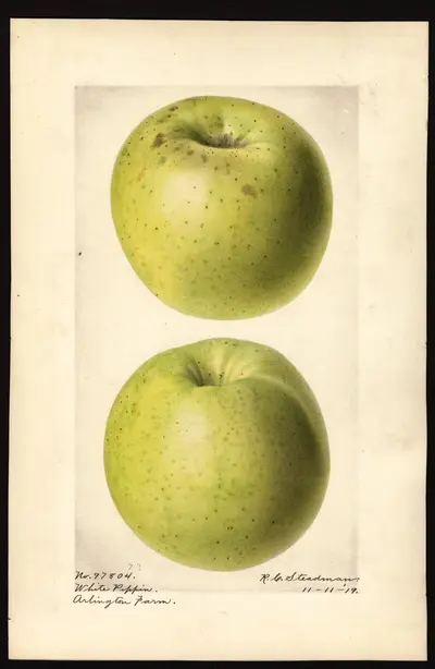 USDA watercolor illustration of White Pippin