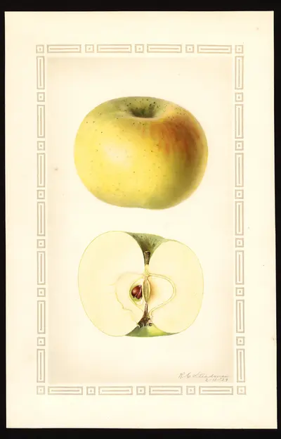 USDA watercolor illustration of White Pippin