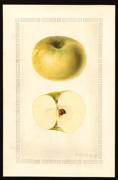 USDA watercolor illustration of Vandevere