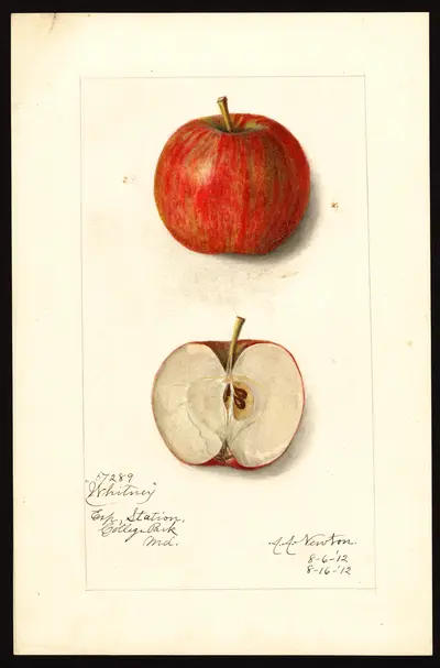 USDA watercolor illustration of Whitney