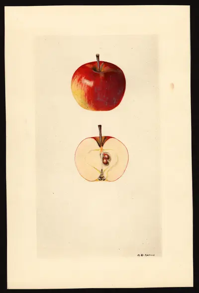USDA watercolor illustration of Whitney