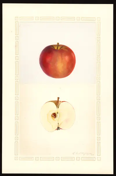 USDA watercolor illustration of Whitney