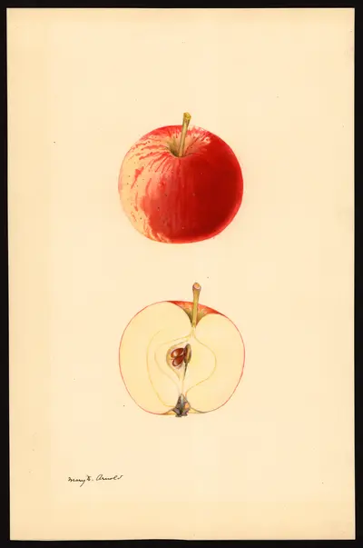 USDA watercolor illustration of Whitney