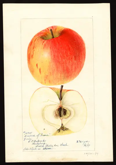 USDA watercolor illustration of Wine