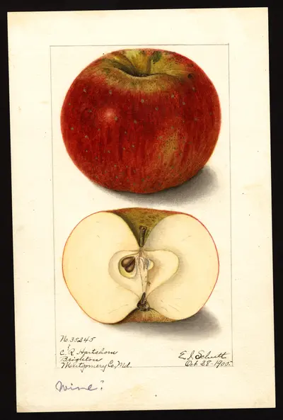 USDA watercolor illustration of Wine