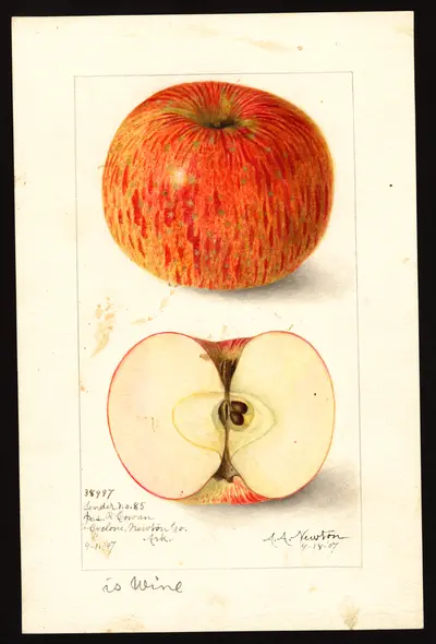 USDA watercolor illustration of Wine