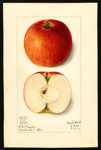 USDA watercolor illustration of Wine