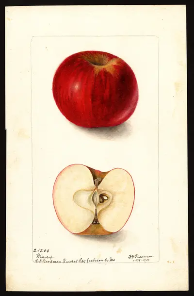 USDA watercolor illustration of Winesap