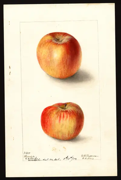 USDA watercolor illustration of Winesap
