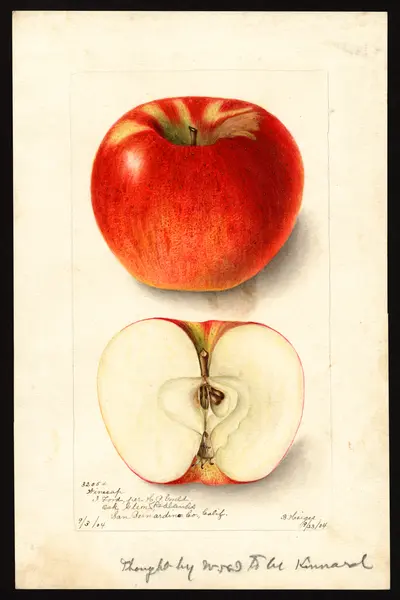 USDA watercolor illustration of Winesap