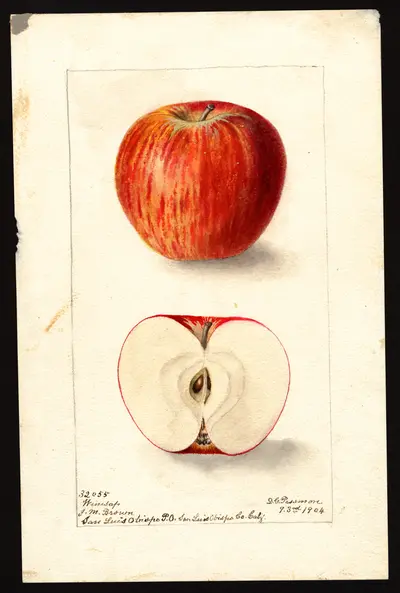 USDA watercolor illustration of Winesap