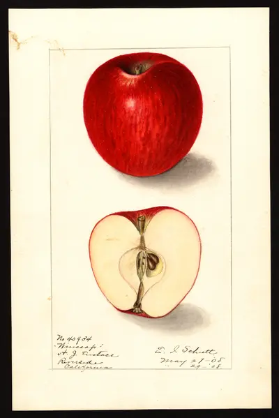 USDA watercolor illustration of Winesap