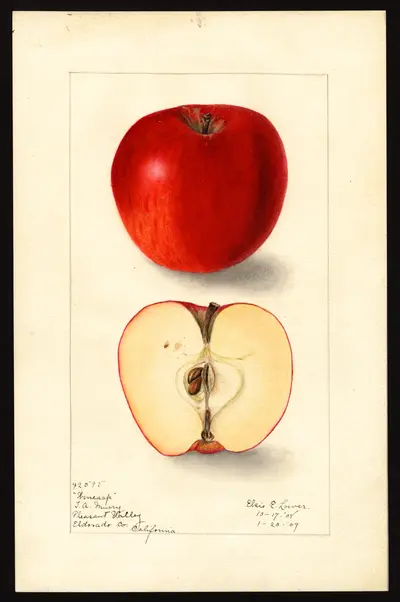 USDA watercolor illustration of Winesap