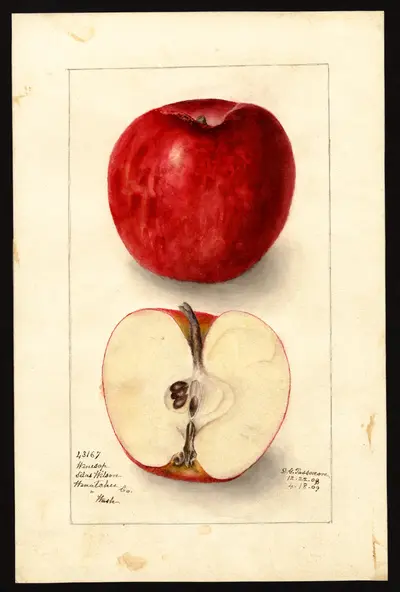USDA watercolor illustration of Winesap