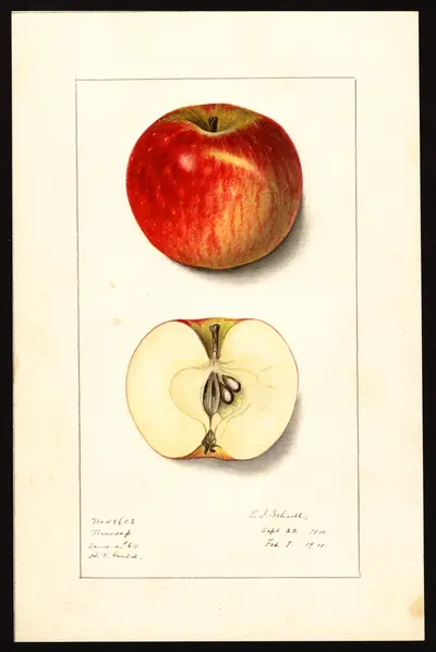 USDA watercolor illustration of Winesap
