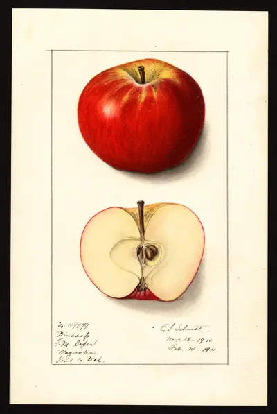 USDA watercolor illustration of Winesap
