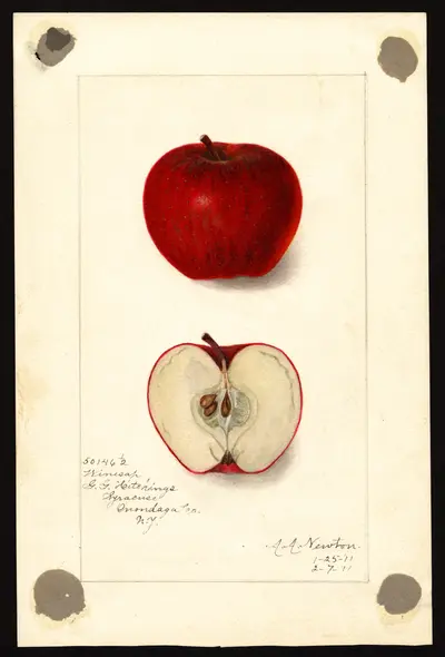USDA watercolor illustration of Winesap