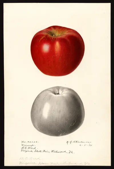 USDA watercolor illustration of Winesap
