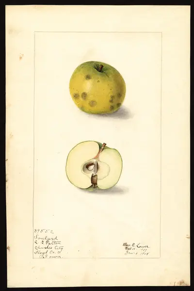 Watercolor of Soulard