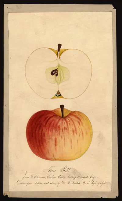 USDA watercolor illustration of Tom Putt
