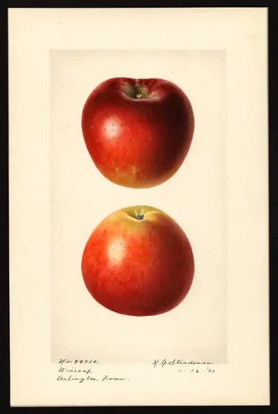 USDA watercolor illustration of Winesap