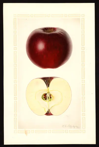 USDA watercolor illustration of Winesap