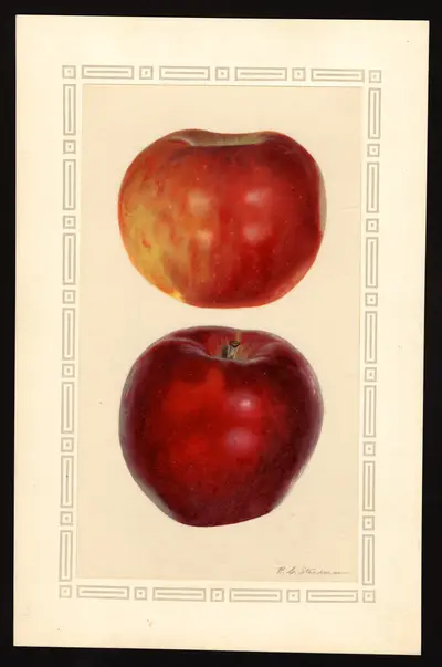 USDA watercolor illustration of Winesap