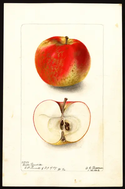 USDA watercolor illustration of Winter Sweet Paradise