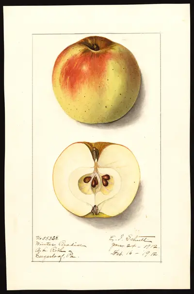 USDA watercolor illustration of Winter Sweet Paradise
