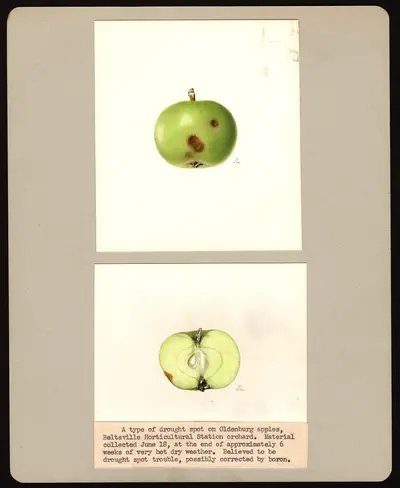 USDA watercolor illustration of Duchess of Oldenburg