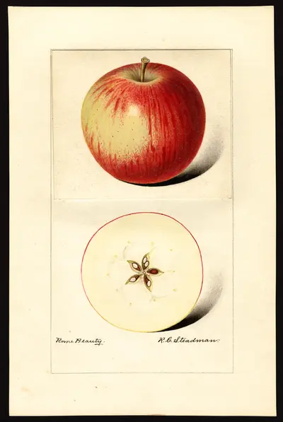 USDA watercolor illustration of Rome Beauty