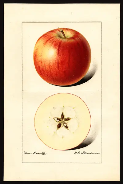 USDA watercolor illustration of Rome Beauty