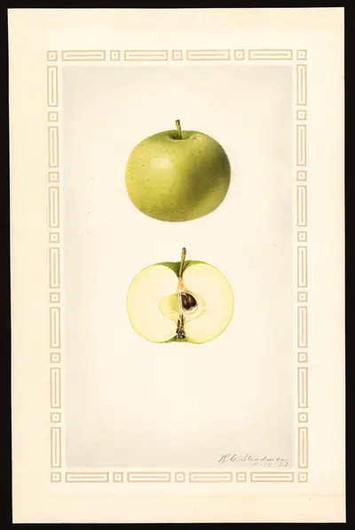 USDA watercolor illustration of Soulard