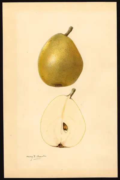 USDA watercolor illustration of Beurré d'Anjou