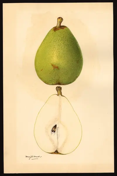 USDA watercolor illustration of Beurré d'Anjou