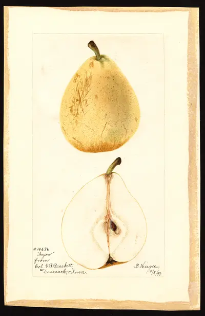 USDA watercolor illustration of Beurré d'Anjou