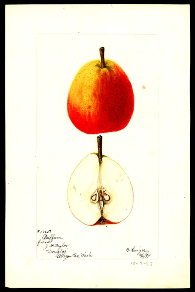 USDA watercolor illustration of Buffum