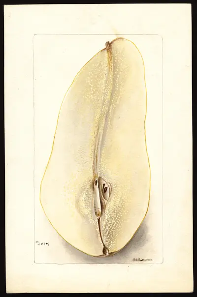 USDA watercolor illustration of Angora