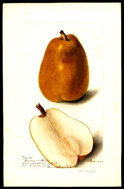 USDA watercolor illustration of Easter Beurré