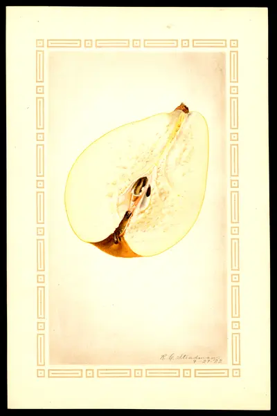 USDA watercolor illustration of Cincincis